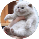 Masked Fox profile picture