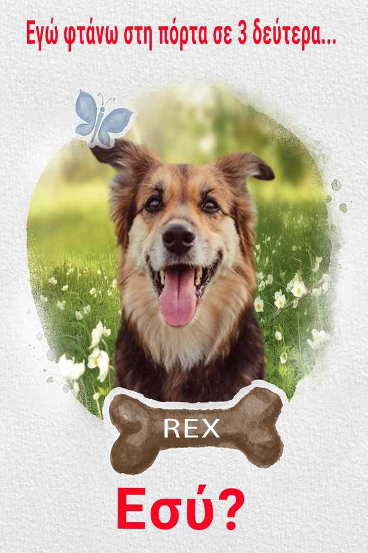 proeidopoihtikh_pinak;ida_skylou_me_photografia_toy_typos_a Προειδοποιητική πινακίδα με φωτογραφία σκύλου