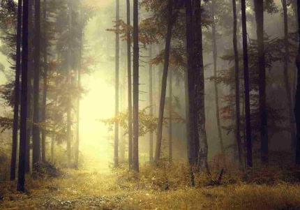 Πίνακας σε καμβά Δάσος με Ομίχλη