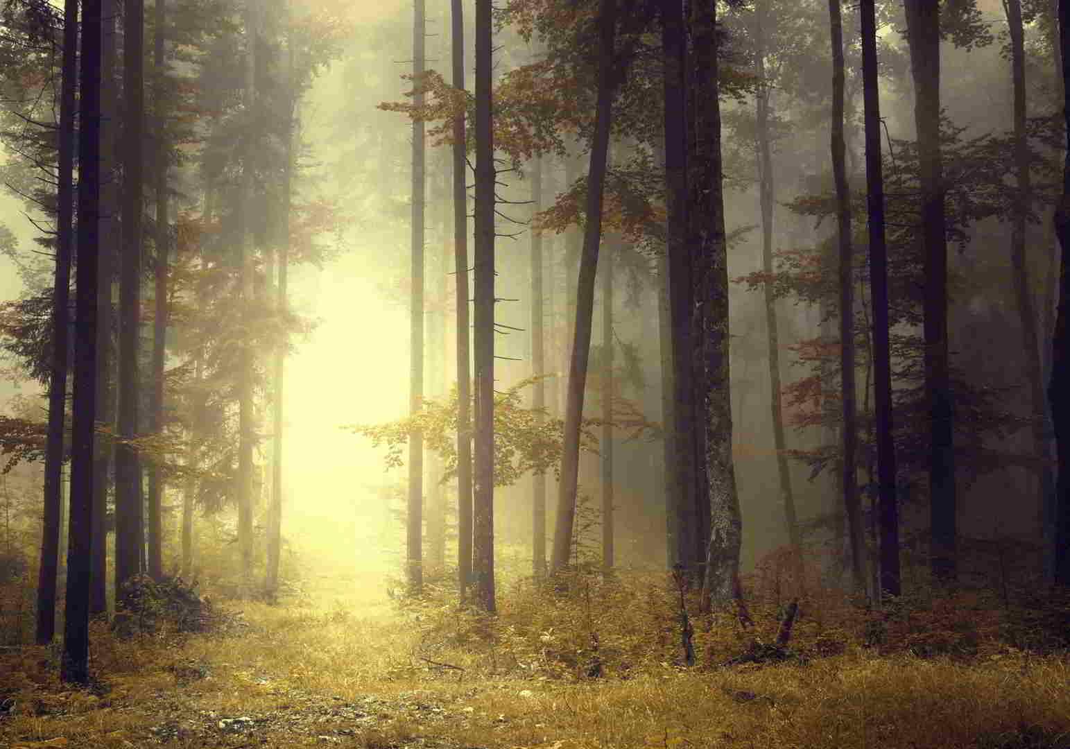 Πίνακας σε καμβά Δάσος με Ομίχλη