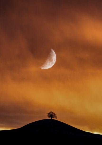 Πίνακας σε καμβά Δέντρο και Φεγγάρι