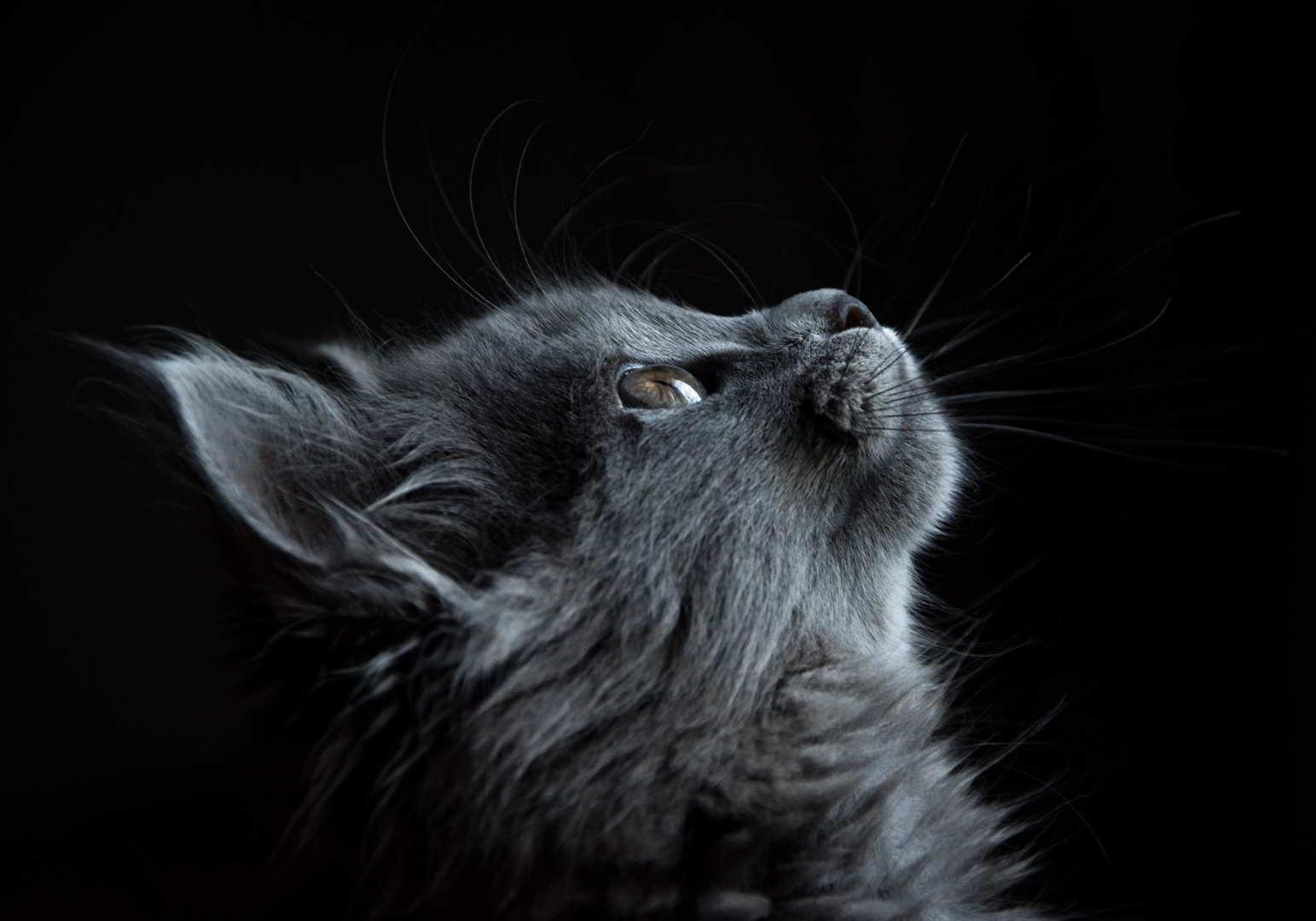 ektyposi_kanvas_me_ksylino_telaro_gata Πίνακας σε καμβά Γάτα