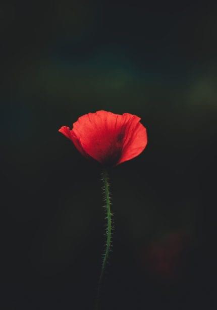 Πίνακας σε καμβά Παπαρούνα