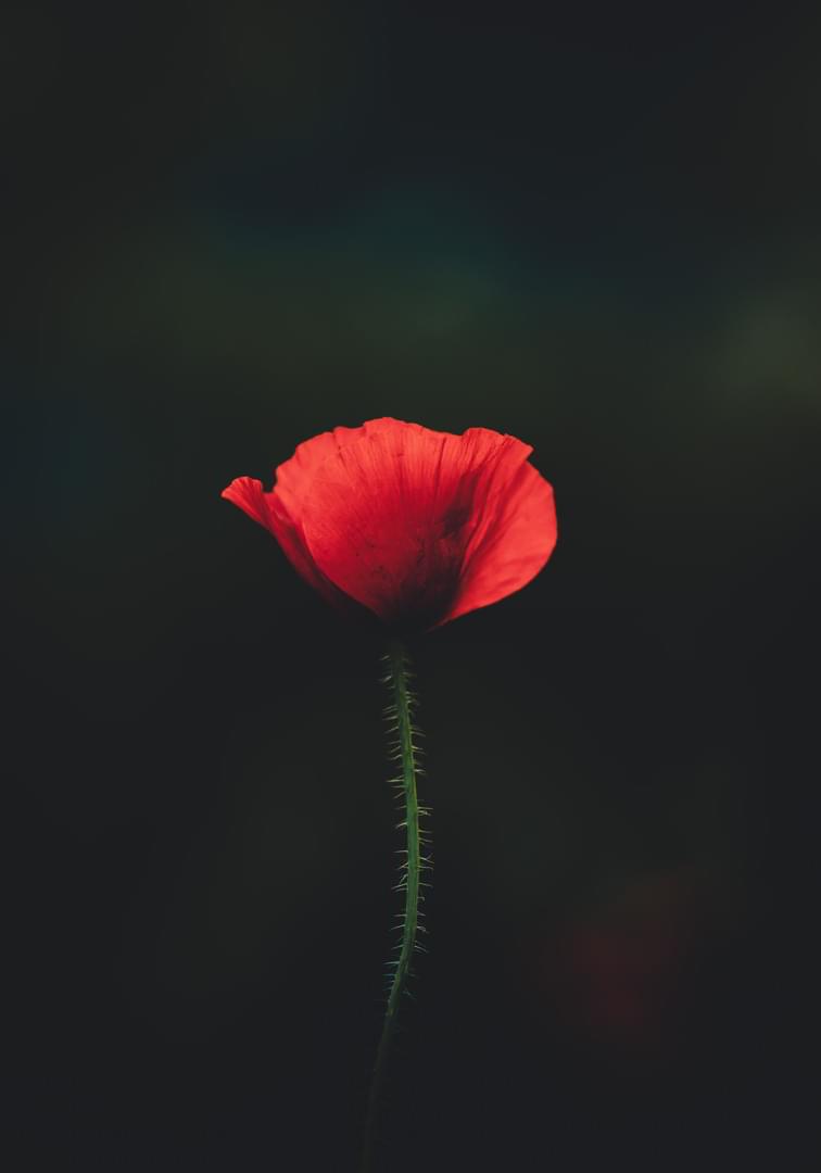 ektyposi_kanvas_me_ksylino_telaro_paparouna_sto_skotadi Πίνακας σε καμβά Παπαρούνα