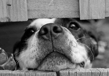 Πίνακας σε καμβά Περιέργεια