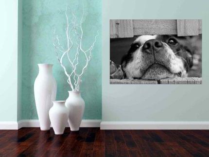 Πίνακας σε καμβά Περιέργεια