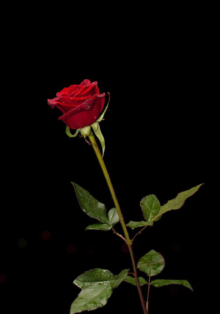 ektyposi_kanvas_me_ksylino_telaro_triantafyllo_sto_skotadi Πίνακας σε καμβά Τριαντάφυλλο στο Σκοτάδι