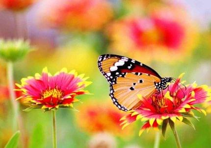 Πίνακας σε καμβά Έκσταση Χρωμάτων