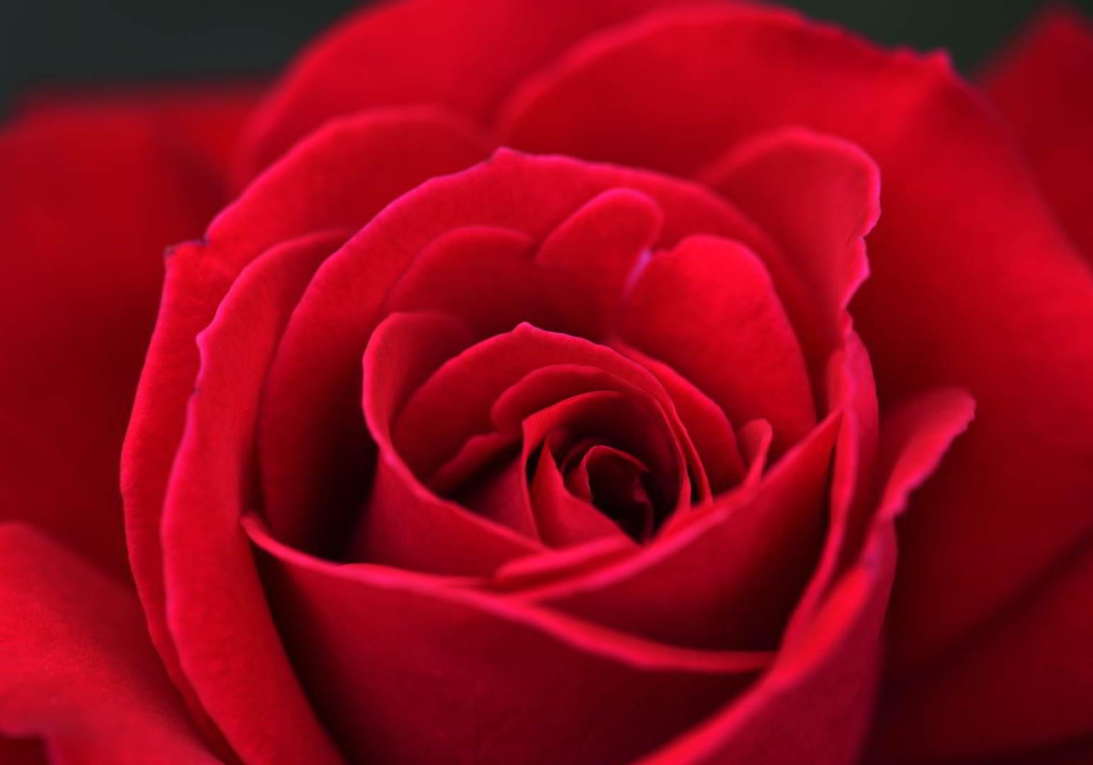 Πίνακας σε καμβά Κόκκινο Τριαντάφυλλο