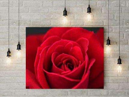 Πίνακας σε καμβά Κόκκινο Τριαντάφυλλο