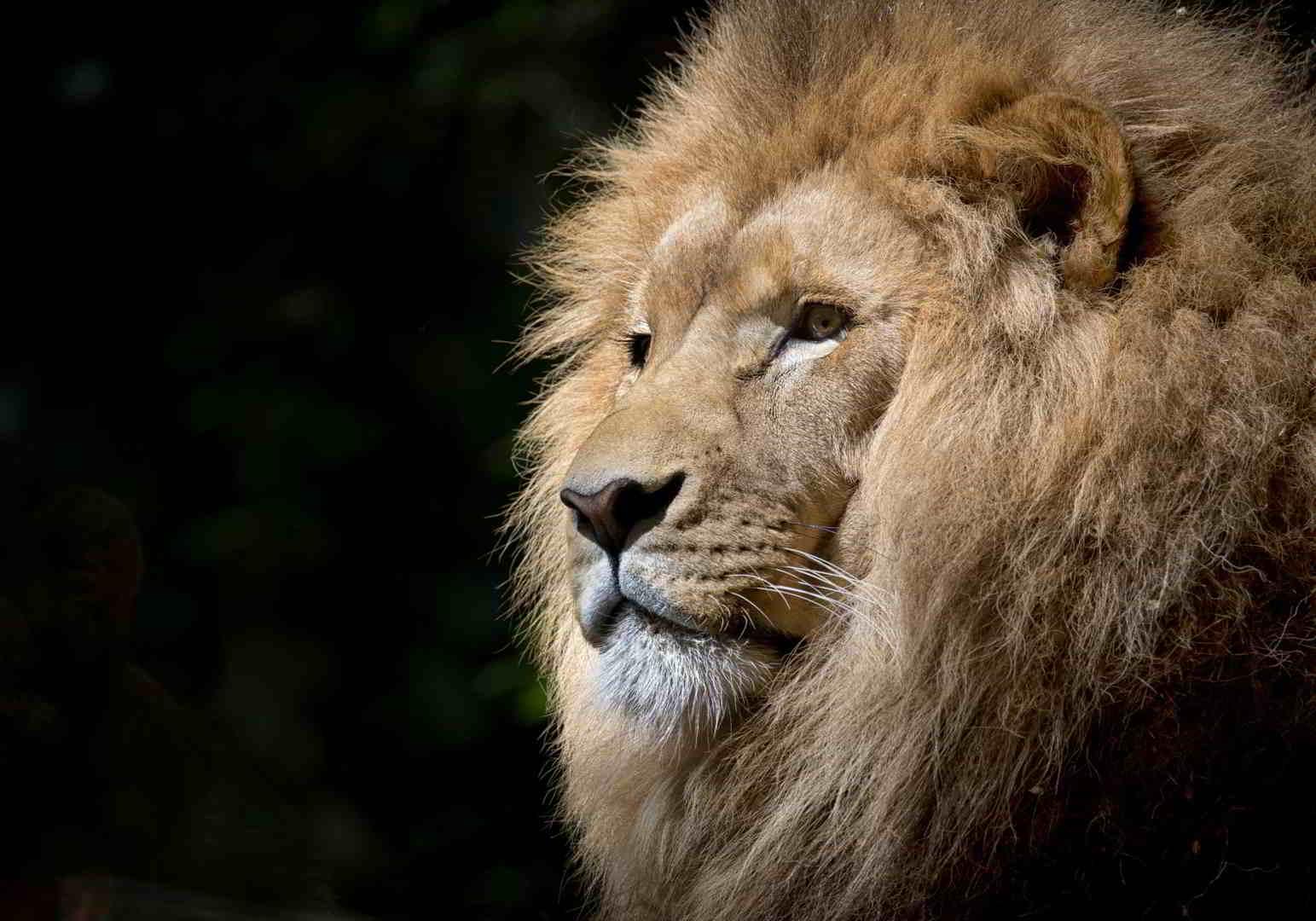 Πίνακας σε καμβά Βασιλιάς