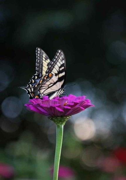 Πίνακας σε καμβά Πεταλούδα