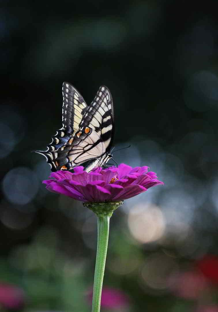 Πίνακας σε καμβά Πεταλούδα