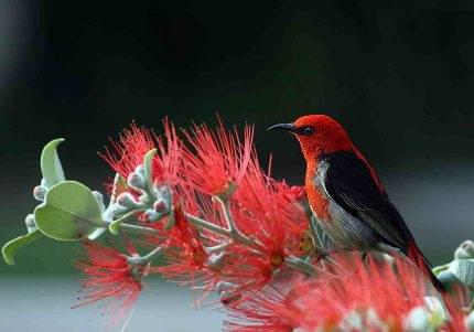 Πίνακας σε καμβά Πουλί