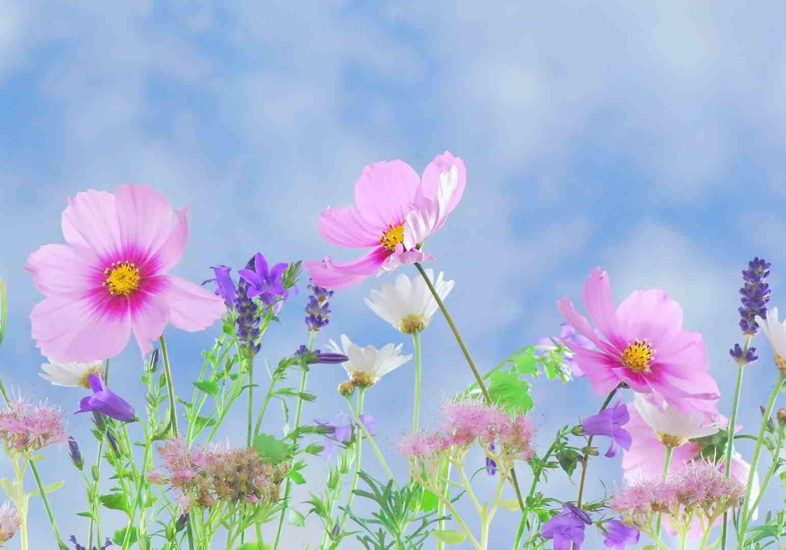 Πίνακας σε καμβά Ροζ Λουλούδια