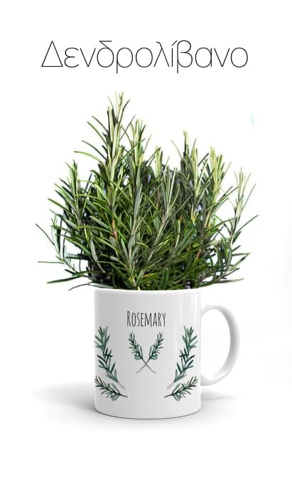 Κούπα με Αρωματικό φυτό Δεντρολίβανο