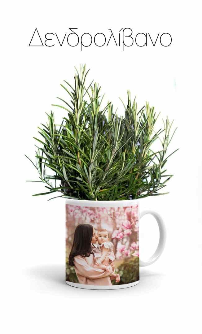 Κούπα με Αρωματικό φυτό Δεντρολίβανο