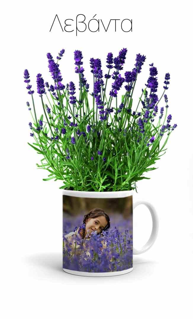 Κούπα με Αρωματικό φυτό Λεβάντα