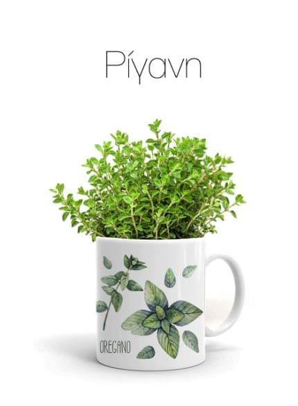 Κούπα με Αρωματικό φυτό Ρίγανη