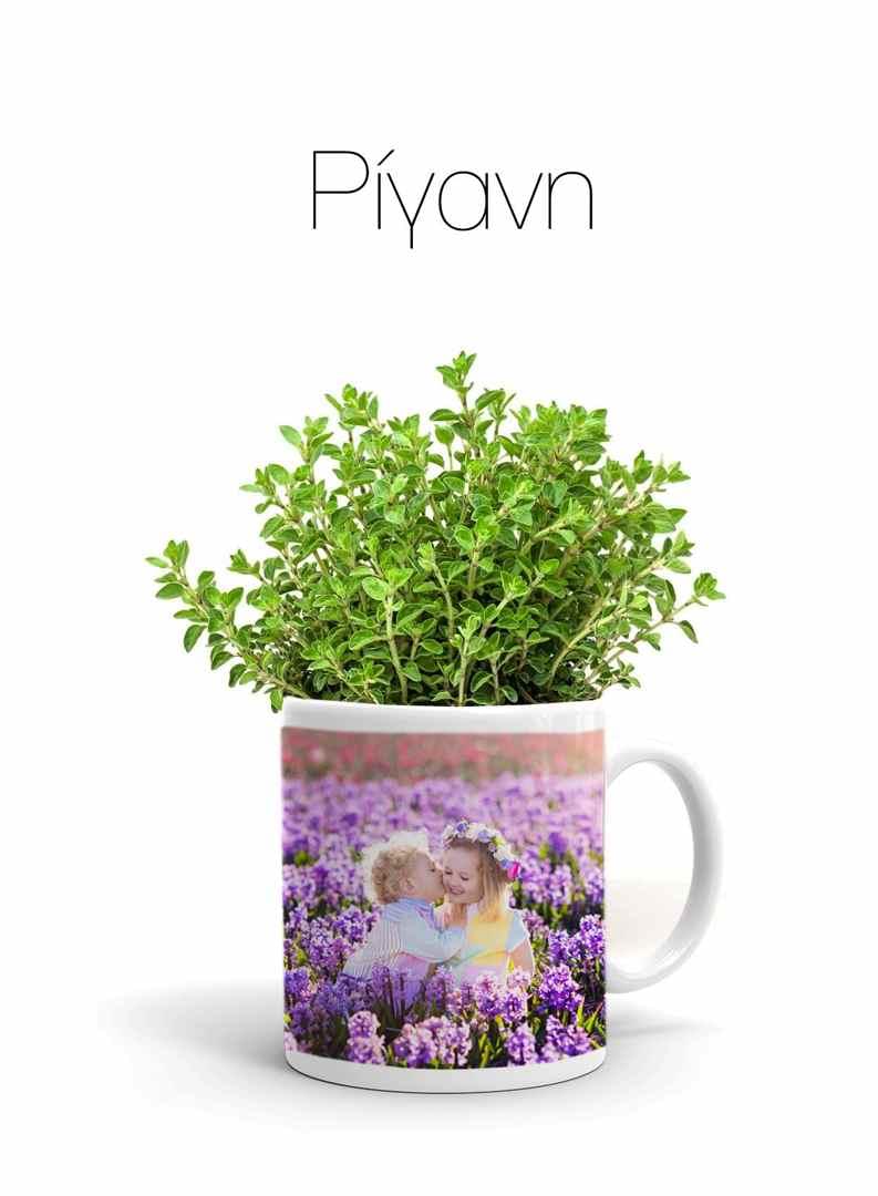 Κούπα με Αρωματικό φυτό Ρίγανη